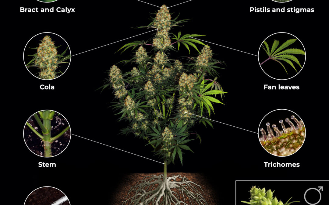 cannabis flower anatomy