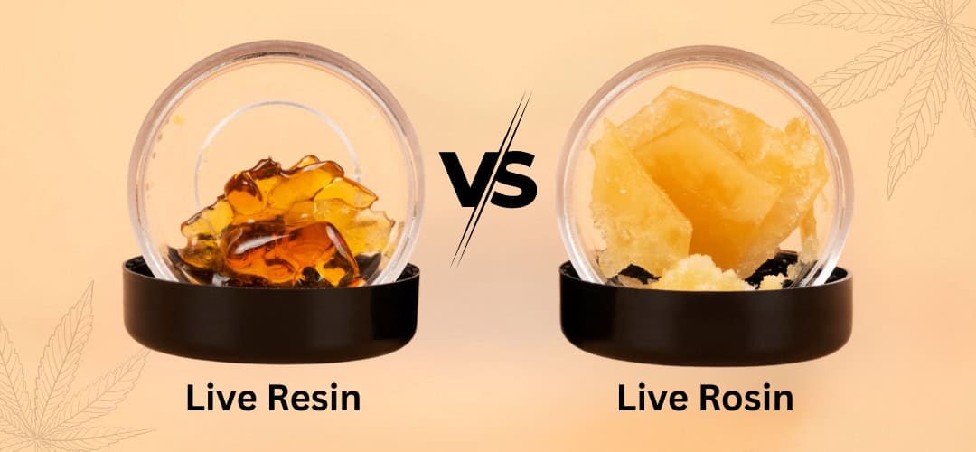 Live Rosin vs Live Resin: What’s the Difference?