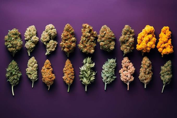 Strong Weed Strains: THC Levels, Genetics & Terpenes